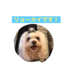 マルチーズpeach（個別スタンプ：6）