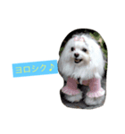 マルチーズpeach（個別スタンプ：8）