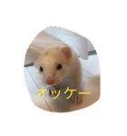 白フェレットのスタンプ（個別スタンプ：1）
