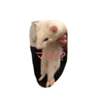白フェレットのスタンプ（個別スタンプ：3）