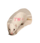 白フェレットのスタンプ（個別スタンプ：4）