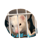 白フェレットのスタンプ（個別スタンプ：6）