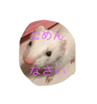 白フェレットのスタンプ（個別スタンプ：8）