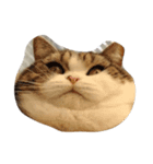 猫ちゃんの表情（個別スタンプ：1）