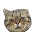 猫ちゃんの表情（個別スタンプ：2）
