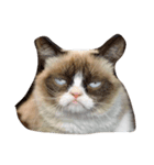 猫ちゃんの表情（個別スタンプ：3）