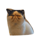 猫ちゃんの表情（個別スタンプ：4）