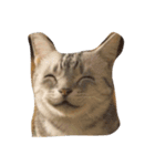 猫ちゃんの表情（個別スタンプ：6）