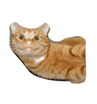 猫ちゃんの表情（個別スタンプ：7）