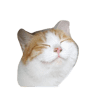 猫ちゃんの表情（個別スタンプ：8）