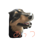 わわいい（個別スタンプ：5）