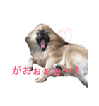 メイちゃんの日常（個別スタンプ：11）