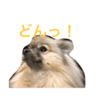 メイちゃんの日常（個別スタンプ：12）