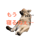 メイちゃんの日常（個別スタンプ：16）