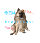 メイちゃんの日常（個別スタンプ：19）