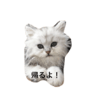 猫のわたあめ（個別スタンプ：1）