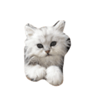 猫のわたあめ（個別スタンプ：2）