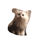 猫のわたあめ（個別スタンプ：3）