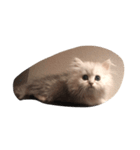猫のわたあめ（個別スタンプ：6）