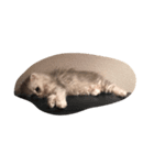 猫のわたあめ（個別スタンプ：7）