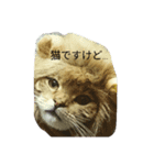猫のまろさん（個別スタンプ：1）