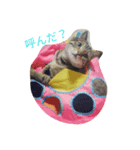 猫のまろさん（個別スタンプ：2）