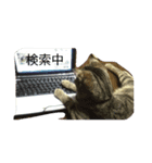 猫のまろさん（個別スタンプ：3）