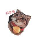 猫のまろさん（個別スタンプ：5）