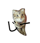 猫のまろさん（個別スタンプ：6）