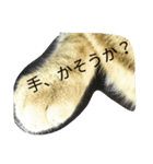 猫のまろさん（個別スタンプ：8）