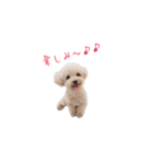 トイプードルのロッタ（個別スタンプ：1）
