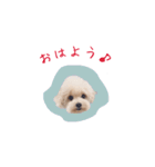 トイプードルのロッタ（個別スタンプ：3）