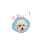 トイプードルのロッタ（個別スタンプ：5）