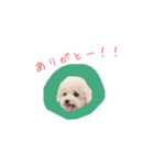 トイプードルのロッタ（個別スタンプ：10）