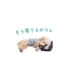 トイプードルのロッタ（個別スタンプ：11）