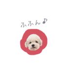 トイプードルのロッタ（個別スタンプ：13）