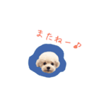 トイプードルのロッタ（個別スタンプ：16）