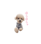 トイプードルのロッタ（個別スタンプ：17）