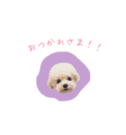 トイプードルのロッタ（個別スタンプ：21）