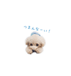 トイプードルのロッタ（個別スタンプ：29）