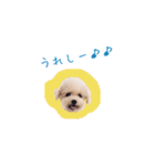 トイプードルのロッタ（個別スタンプ：31）