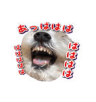 DONちゃんスタンプ（個別スタンプ：2）
