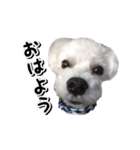 DONちゃんスタンプ（個別スタンプ：4）