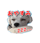 DONちゃんスタンプ（個別スタンプ：5）