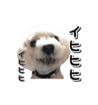 DONちゃんスタンプ（個別スタンプ：8）