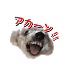 DONちゃんスタンプ（個別スタンプ：9）