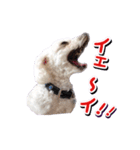 DONちゃんスタンプ（個別スタンプ：10）
