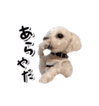 DONちゃんスタンプ（個別スタンプ：11）