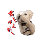 DONちゃんスタンプ（個別スタンプ：12）
