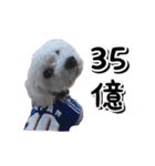 DONちゃんスタンプ（個別スタンプ：13）
